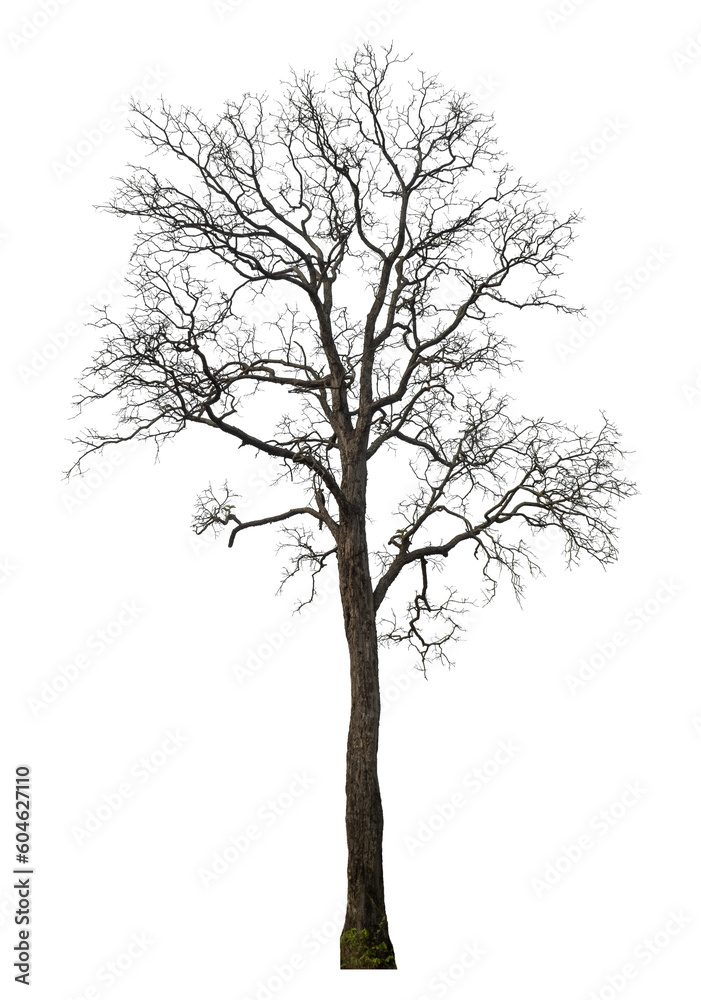 Leinwandbilder dead tree isolated on transparent background with clipping path and alpha channel.