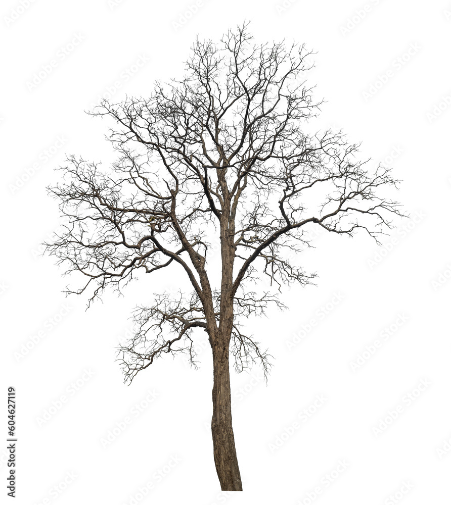 Leinwandbilder dead tree isolated on transparent background with clipping path and alpha channel.