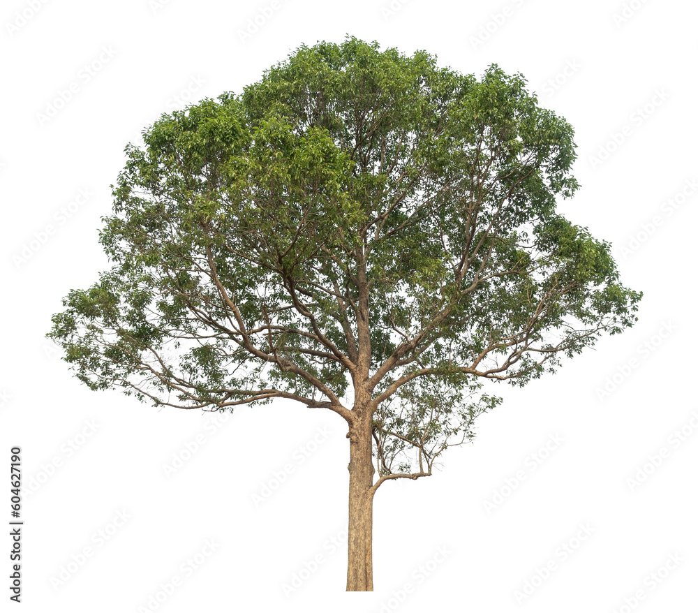 Leinwandbilder Green tree isolated on transparent background with clipping path and alpha channel.