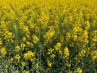 Obraz premium A field of bright yellow blooming rapeseed. Concept: agronomy, harvest, export of agricultural products. Background texture: yellow rapeseed field, close-up.