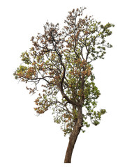tree isolated on transparent background with clipping path and alpha channel..