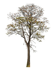 tree isolated on transparent background with clipping path and alpha channel.