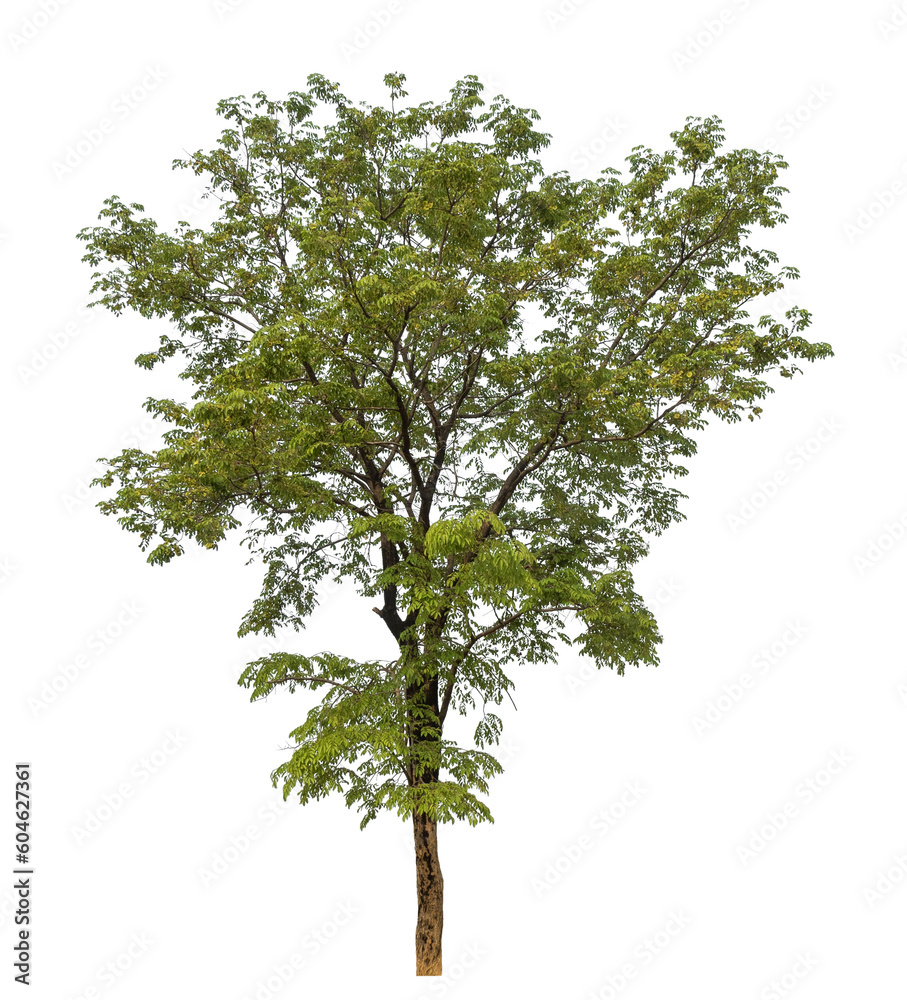 Poster Green tree isolated on transparent background with clipping path and alpha channel.