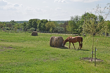 a herd of horses grazing in the pasture
