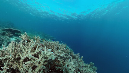 Fototapeta na wymiar Tropical fishes and coral reef at diving. Beautiful underwater world with corals and fish.