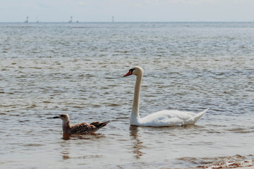 Swans on the Baltic Sea in Gdansk