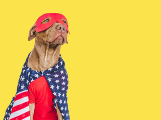 Cute brown puppy, Superhero costume and American Flag. Close-up, indoors. Studio shot. Congratulations for family, loved ones, friends and colleagues. Pet care concept