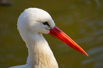 white stork looking straight ahead
