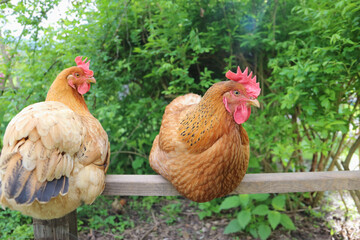 Ethical husbandry. Two hen sitting outside on a roost.