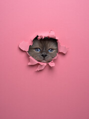 curious birman cat peeking through a torn paper hole in a bright pink wall. studio shot with copy space