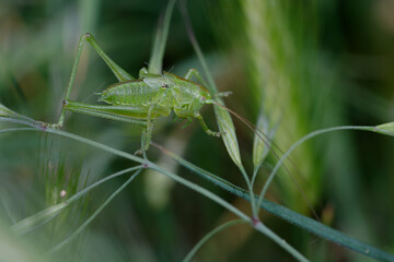 Juvenile Great green bush-cricket (Tettigonia viridissima) on a flower