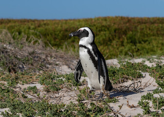 One jackass penguin walking in its breeding ground at Boulders Beach in Simonstown, South Africa