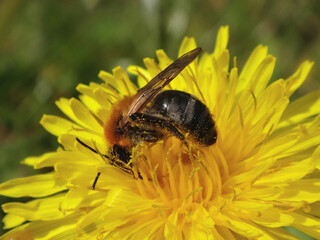 Female grey-patched mining bee (Andrena nitida) feeding on a yellow dandelion flower