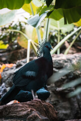 Egzotic bird with blue feather 