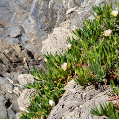 Hottentot Fig Plant Growing on the Cliffs in Cinque Terre, Italy