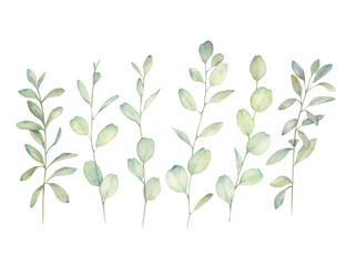 Watercolor eucalyptus branches set on white background. Hand drawn isolated  illustration. Botanical objects.