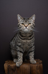 Fototapeta na wymiar tabby British shorthair cat looking at the camera. The animal has a serious expression and is sitting on a wooden table or podest. Studio shot on brown background with copy space