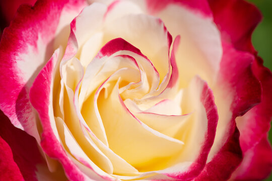 rose blossom with red/pink tips white sides and yellow core close-up