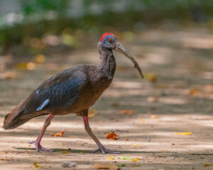 A Red-naped ibis walking