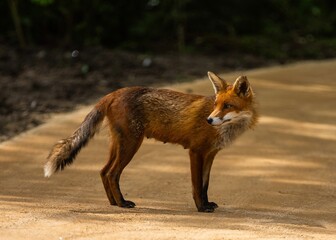 Fototapeta premium Red Fox