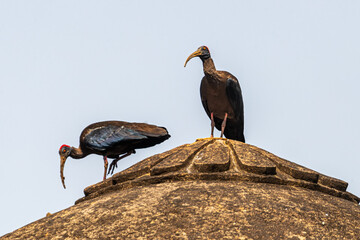 A Red-naped Ibis roaming on a tomb in garden