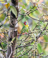 A Malabar Barbet feeding on berries in the jungles of Thattekad, Kerala