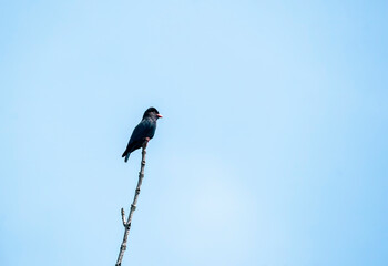 A Dollar bird perched on a high branch on the roadside leading to Thattekad, Kerala