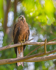 A Black Kite
