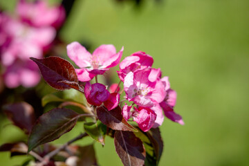 
Pink apple blossom with green background