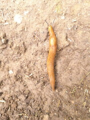 snail on the ground