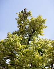 
storks in the tree