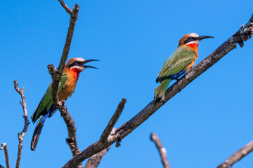 Guêpier à front blanc,.Merops bullockoides, White fronted Bee eater