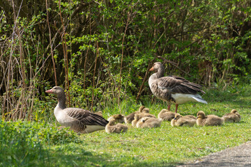 Oie cendrée, Anser anser, Greylag Goose, Ile Texel, Pays Bas
