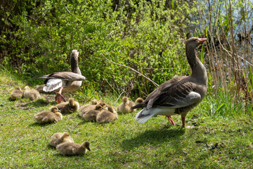 Oie cendrée, Anser anser, Greylag Goose, Ile Texel, Pays Bas