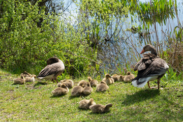 Oie cendrée, Anser anser, Greylag Goose, Ile Texel, Pays Bas
