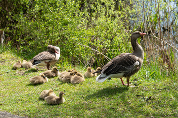 Oie cendrée, Anser anser, Greylag Goose, Ile Texel, Pays Bas
