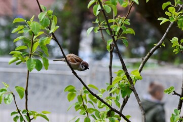 the little sparrow is about to fly