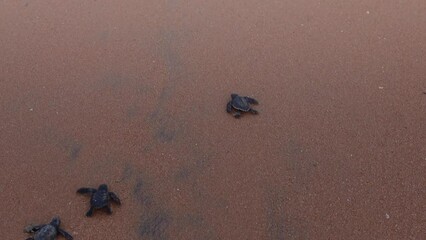 Olive Ridley turtle hatchling crawling on sand of sea beach towards the ocean.