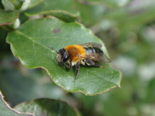 Female grey-patched mining bee (Andrena nitida) resting on a green leaf