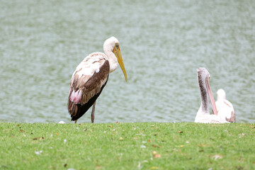 The Painted Stork bird (Mycteria leucocephala) in garden