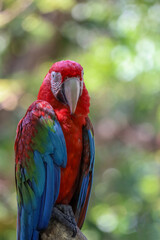 Close up head the red macaw parrot bird in garden