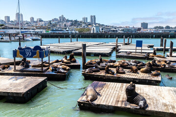 Fototapeta na wymiar Sea lions at Pier 39 in San Francisco