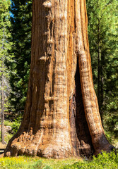 Sequoia National Park in California