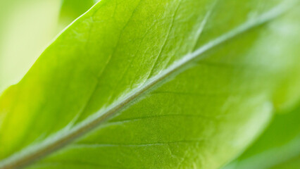 Fototapeta na wymiar Abstract green leaves. Blurred natural background. Shallow depth of field. Selective focus