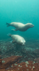 Naklejka premium Sea Lion Swimming Underwater in the Pacific Ocean on the West Coast. Hornby Island, British Columbia, Canada.