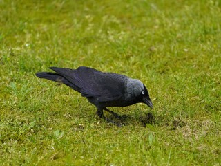 Obraz premium Western Jackdaw foraging (Corvus monedula), crow family. Hanover, Germany