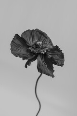 Black and white, monochrome. Beautiful poppy flower on neutral background. Aesthetic minimal floral...