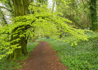 Lush green native tree in British woodland over path