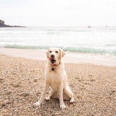 Purebred yellow labrador retriever on pebble beach