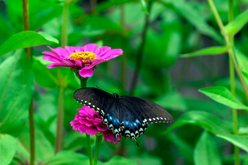 Swallowtail Butterfly and daisy